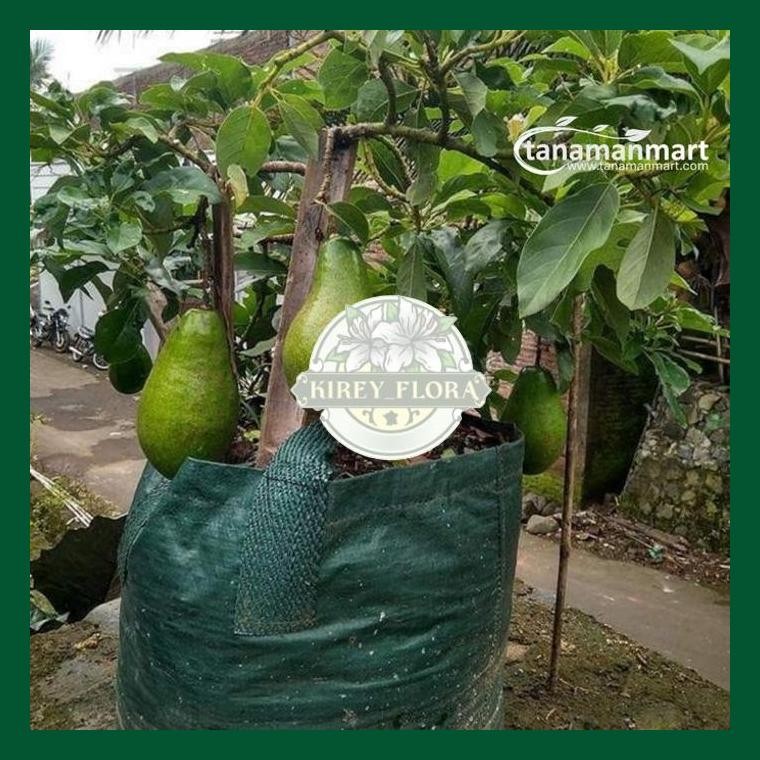 Bibit Alpukat Aligator Asli Bergaransi, Pohon Alpukat Aligator Valid