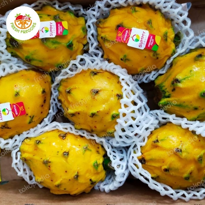 

Promo Naga Kuning Ekuador Dragon Fruit Yellow Import 1 Pcs