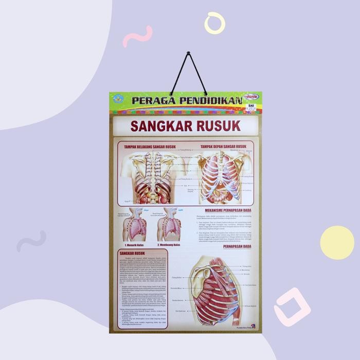 

BEST SELLER POSTER EDUKASI ANAK / GAMBAR EDUKASI ANAK / POSTER ANAK EDUKASI BELAJAR / POSTER BELAJAR