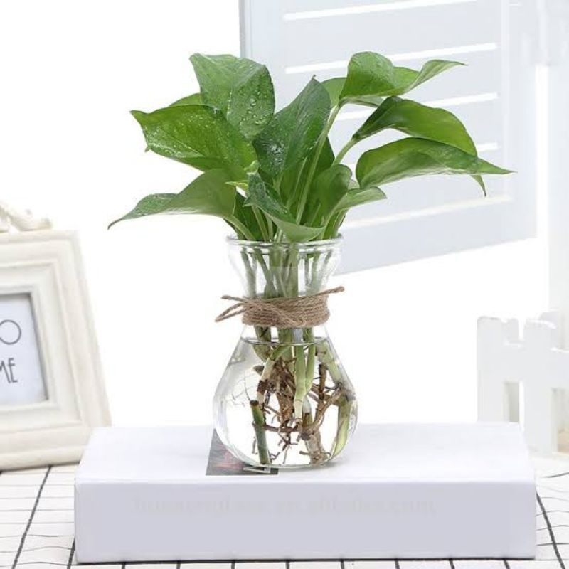 Awet Vas Bunga Kaca Bening Tali Rami / Vas Kaca Tali Rami / Vas Kaca Aesthetic / Vase / Pot Tanaman
