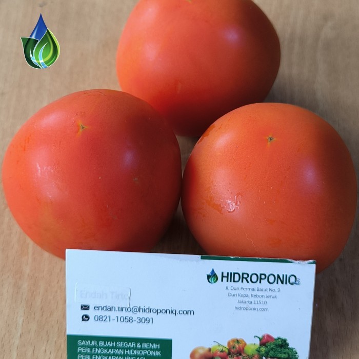 

Tomat Beef/Beef Tomato Organik