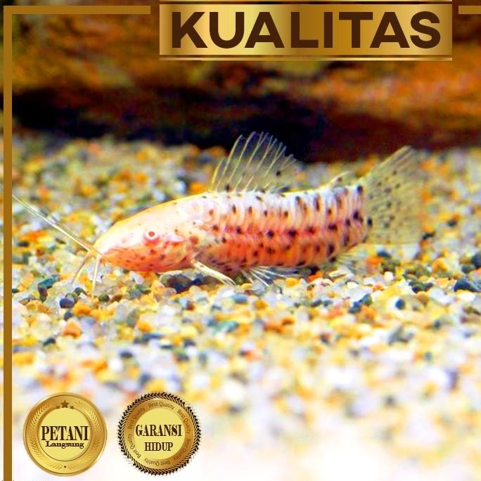 Best Seller Hoplo Albino Catfish Ikan Hias Jarang Ada Hiasan Aquarium Aquascape Kualitas Terjamin