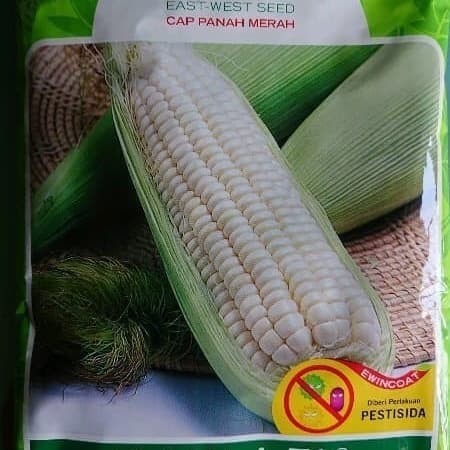 Benih bibit jagung putih pulut KUMALA jagung kumala panah merah