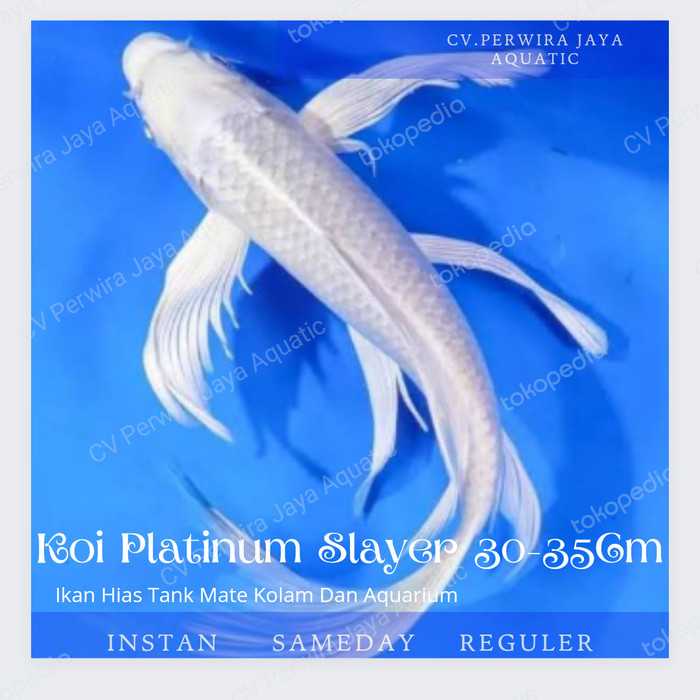 Koi Platinum Slayer Butterfly Size 30-35Cm Hiasan Aquarium Dan Kolam