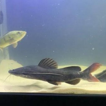 Ikan Hias Asian Red Tail Catfish Hiasan Aquarium