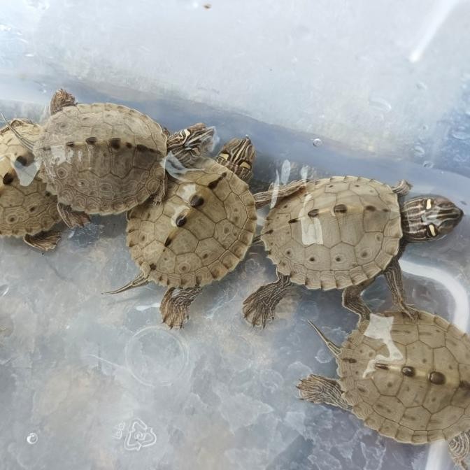 

MISSISSIPI MAP / MISMAP TERMURAH STOK TERBATAS