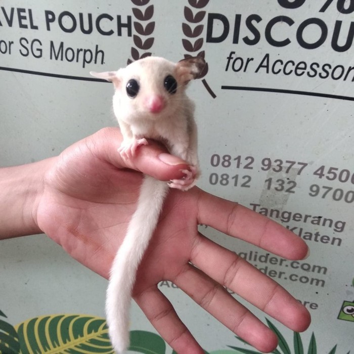 Sugar Glider Platinum Mosaic Joey / Sg Platmos Baby Jinak