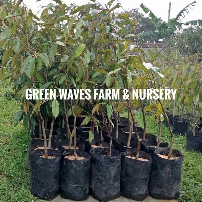 BIBIT DURIAN OCHEE/DURI HITAM/BLACK THORN (D200) 1.1 M - 1.3 M