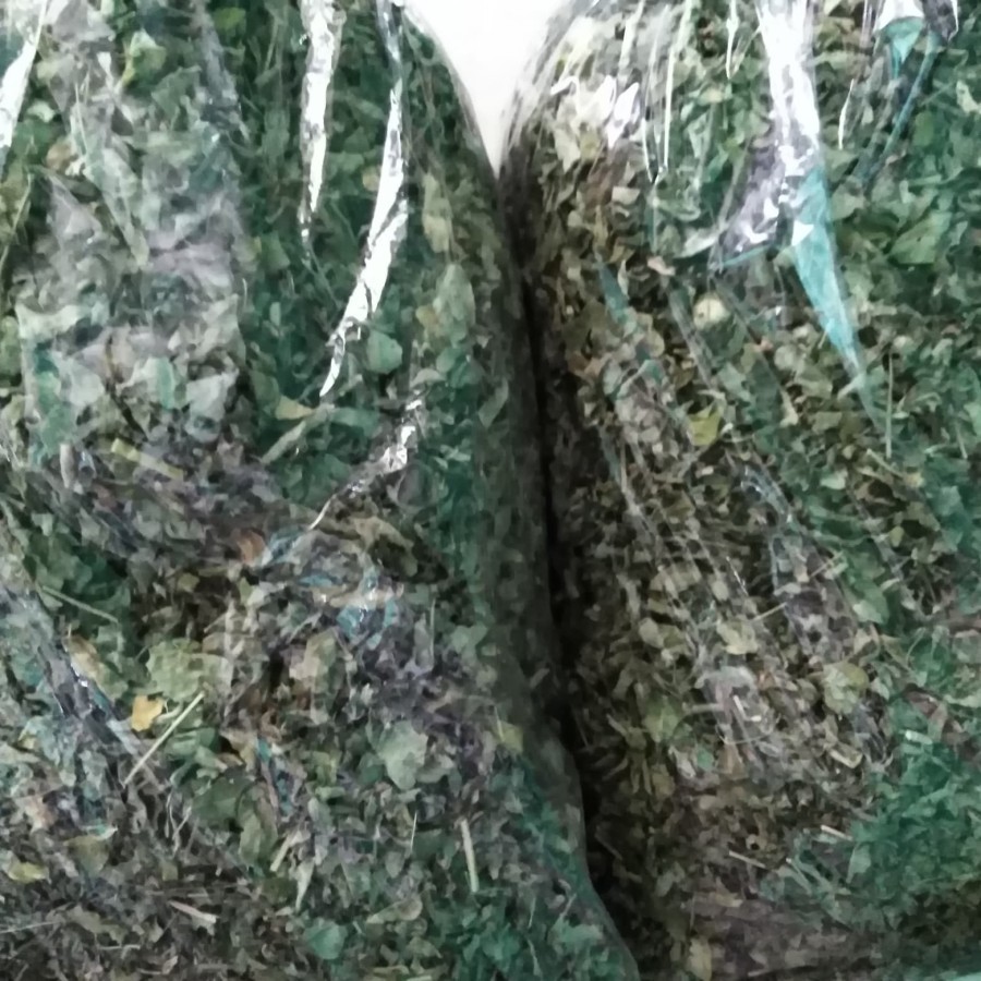 

Daun Kelor Kering Asli 1/2 kg