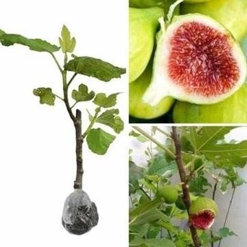 PREMIUM Bibit Tanaman Buah Tin Kadota Super Cepat Berbuah - Buah Tin Unggulan