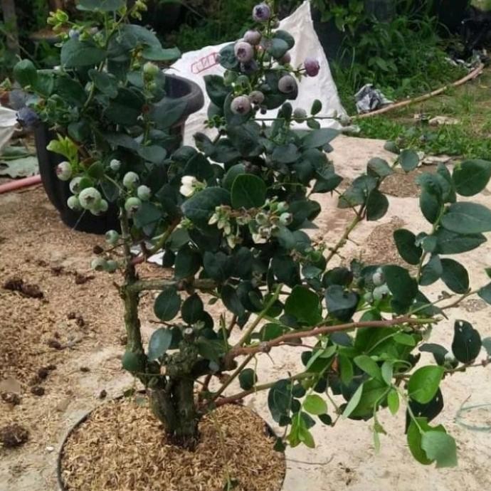 PREMIUM bibit tanaman buah blueberry / blueberry jamfruit cepat berbuah