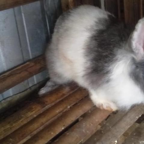 Kelinci Lokal Indukan 8 Bulan
