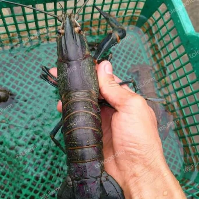 

lobster indukan 5 in dan 6inc