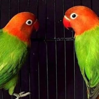 Biola Green/Lovebird Biola Original Dan Terpercaya
