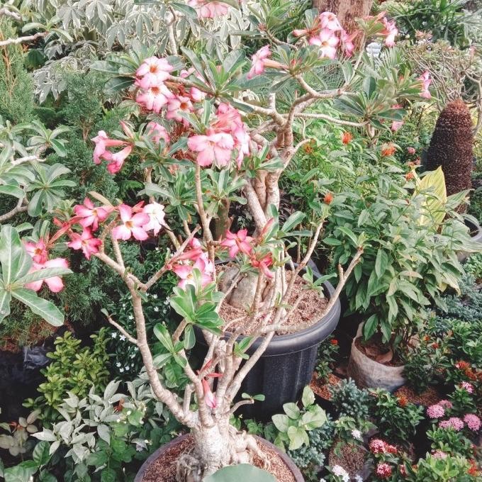 CO tanaman hias bunga/pohon bonsai kamboja jepang