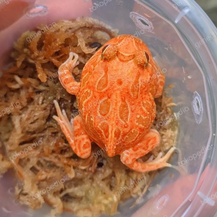 Promo pacman frog strawberry high red COD