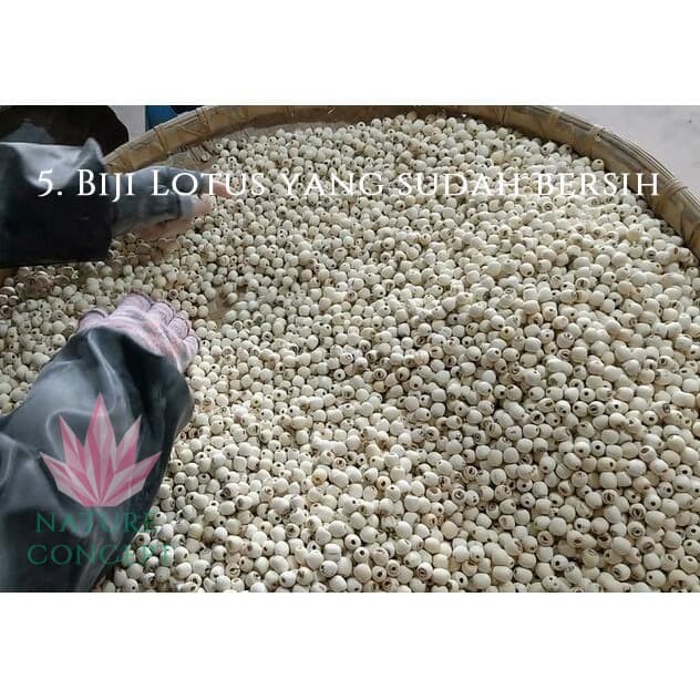 

LOTUS SEED BIJI TERATAI MAKANAN DIET SEHAT ALAMI ORGANIK 400 GRAMS