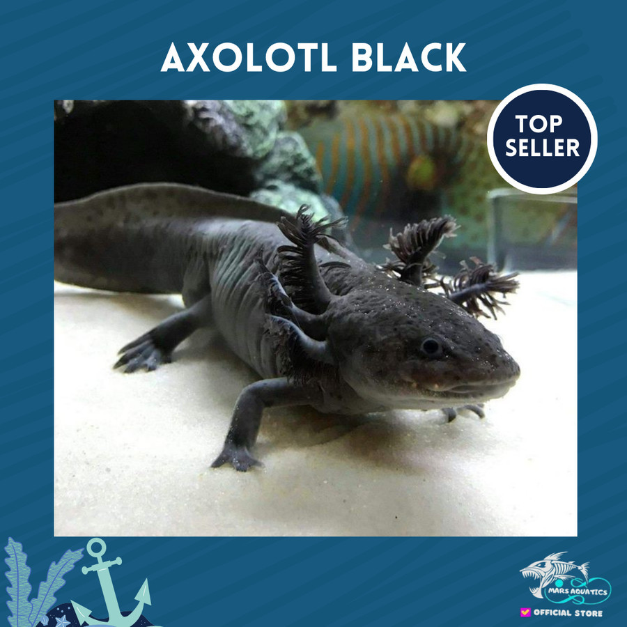 IKAN HIAS AXOLOTL BLACK SALAMANDER AXOLOTL HITAM