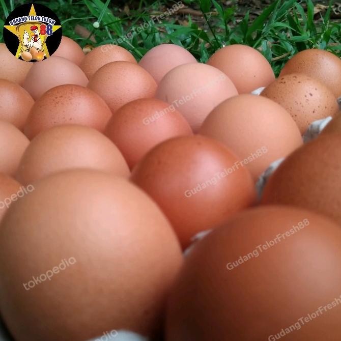 

READY TELUR AYAM NEGERI PER 3.5 KG