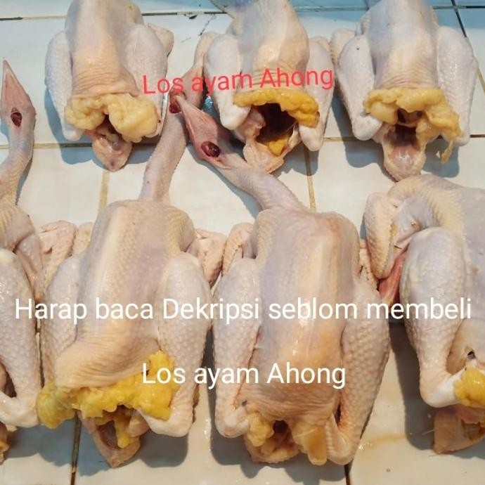 

READY AYAM KAMPUNG ASLI DIJAMIN FRESH 100%