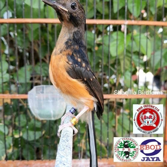 Promo Terbatas Murai Trotol Prospek Double Ring Apbn Plus Sertifikat Yayasan Aman