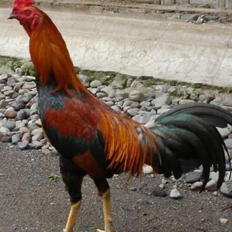

READY AYAM JAGO KAMPUNG SIAP POTONG