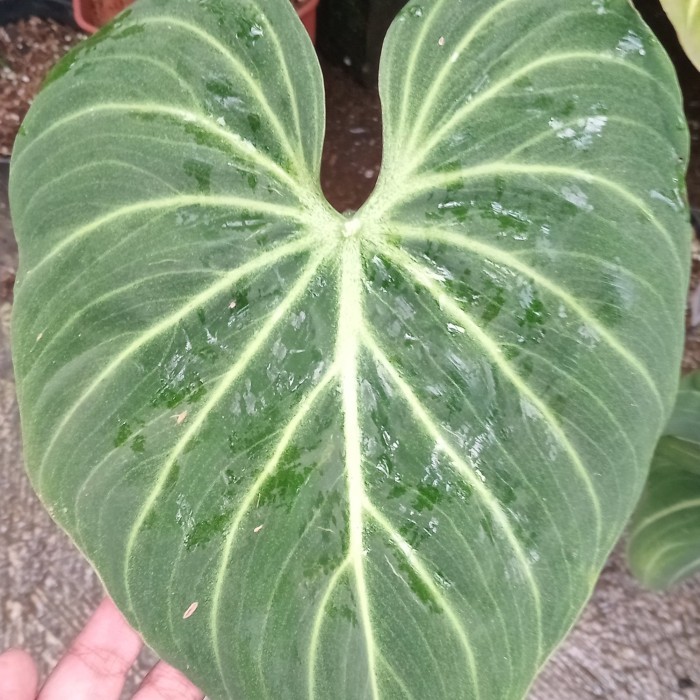 Philodendron Gloriosum White Vein dan Dark Form