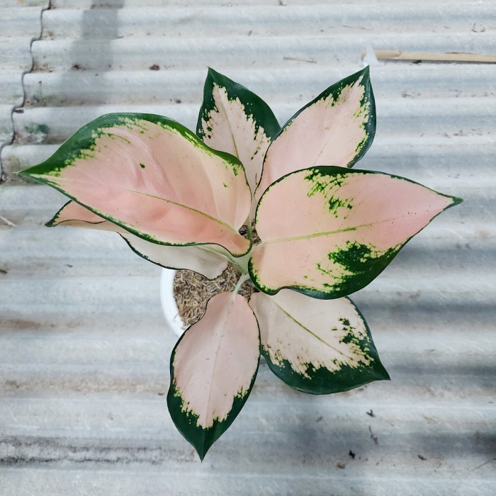 Aglonema Kochin Sutra