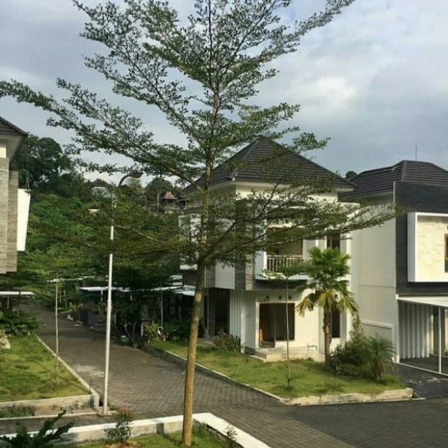 pohon ketapang kencana 2 meter rimbun