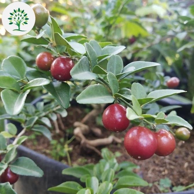 PREMIUM Bibit Tanaman Buah Jeruk Kingkit , Pohon Jeruk Kingkit