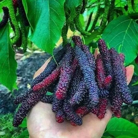 PREMIUM bibit buah long murbei tanaman murbei berbuah panjang AA1 a AA66