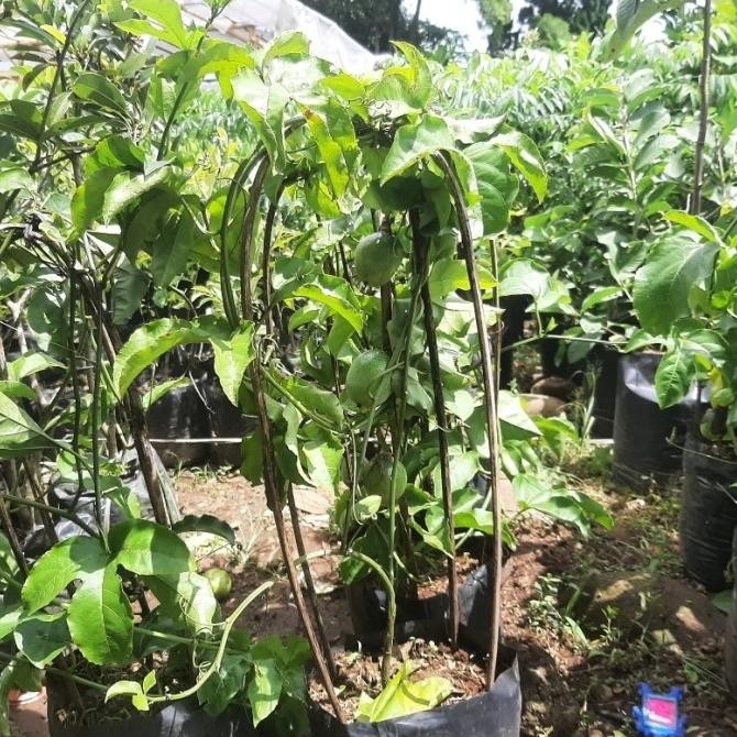 PREMIUM bibit tanaman buah markisa ungu sudah berbuah pohon markisa ungu