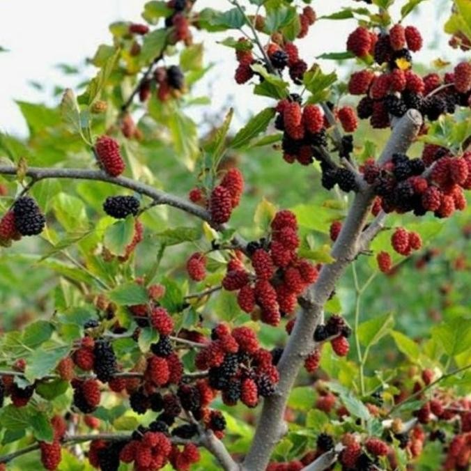 PREMIUM Bibit Tanaman Buah Murbei Jumbo Berbuah - bibit buah murbei