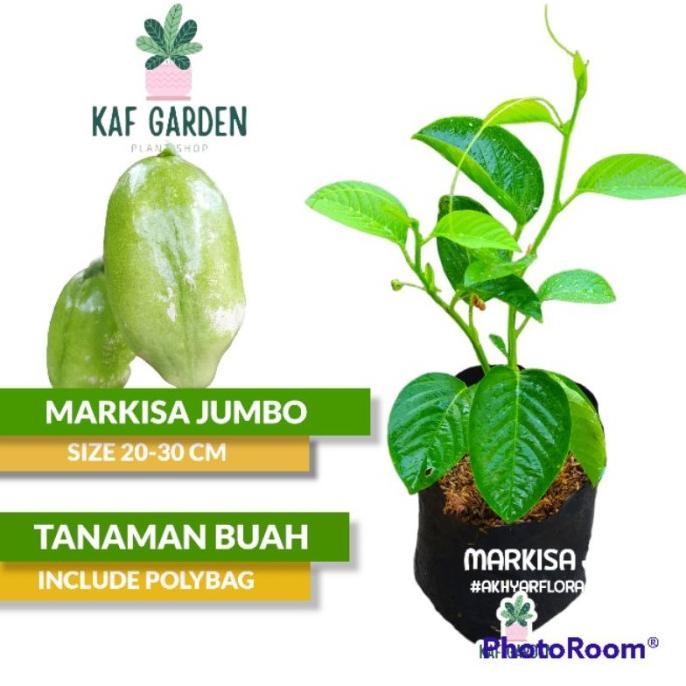 PREMIUM Bibit Tanaman Markisa Jumbo Buah Markisa Jumbo