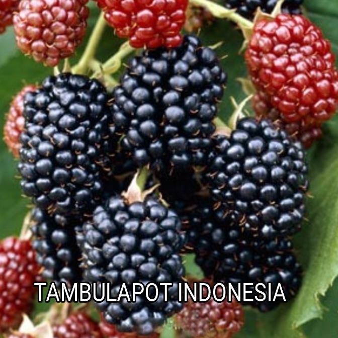 PREMIUM Pohon Murbei Tanaman Murbei Bibit Murbei Buah Arbei Buah Besaran