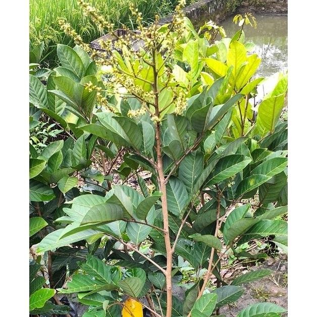 PREMIUM PREMIUM HASIL CANGKOK BIBIT TANAMAN BUAH RAMBUTAN MERAH BINJAI