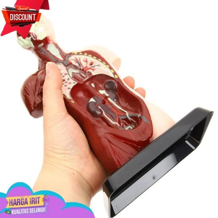 TERBAIK MAINAN RAKITAN MODEL KERANGKA MANUSIA KERANGKA MANUSIA MODEL ALAT PERAGA EDUKATIF TORSO ANAT