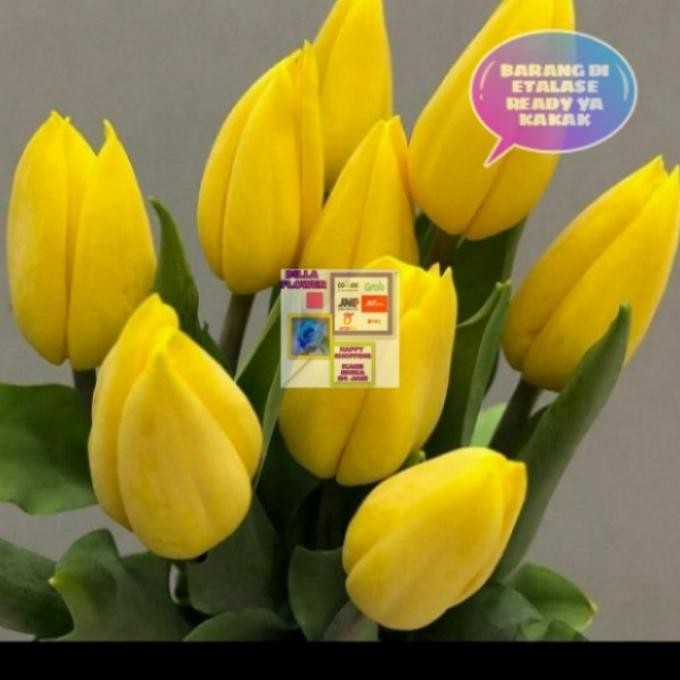 Siap Kirim BUNGA TULIP SEGAR & ASLI