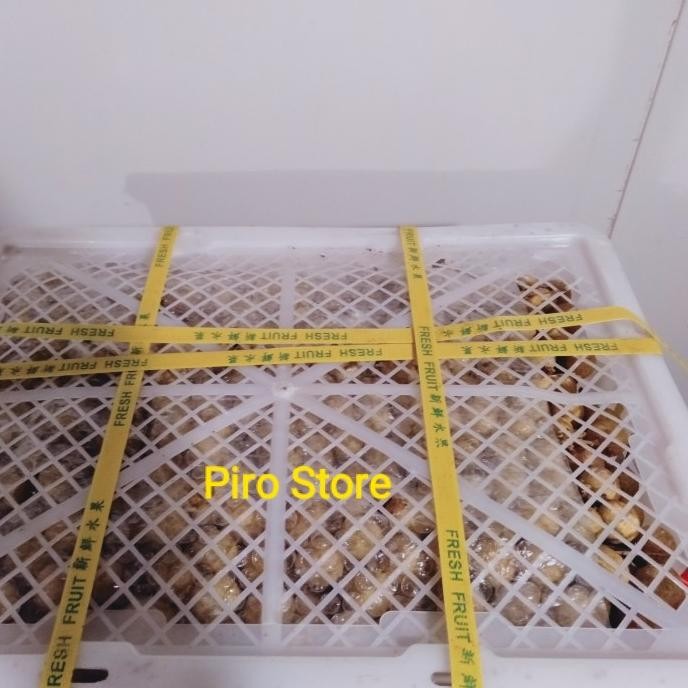 

CO Buah kelengkeng isi 12 kg / keranjang