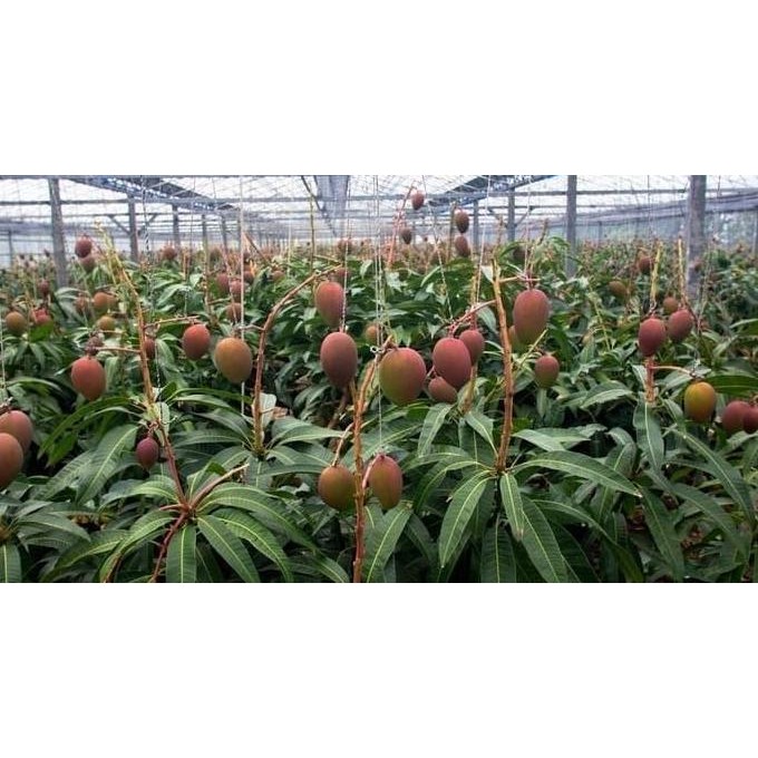 Bibit Mangga Irwin / Pohon Mangga Irwin / tanaman mangga PREMIUM