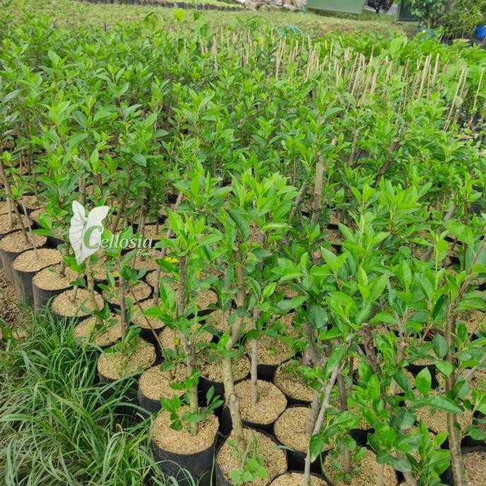 Bibit Tanaman Buah Apel Lokal Batang Bah Apel PREMIUM