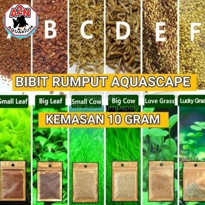 Bibit Rumput Tanaman Aquascape Kaet Hias Caet Seed Aquarium PREMIUM
