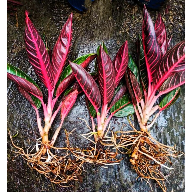 indukan aglonema red Sumatra bawa anakan bisa cek anakan dan cek akar lewat chat toko Prade Sumatra 