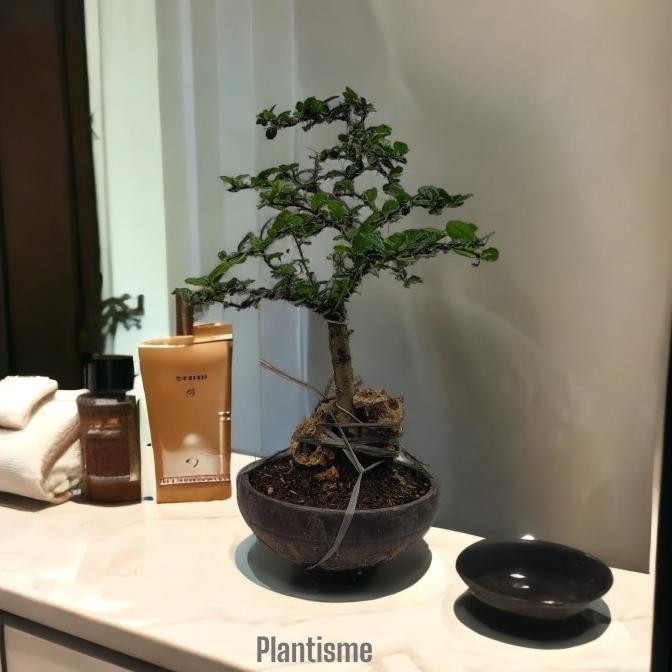 Bonsai Hokiantea Carmona Retusa