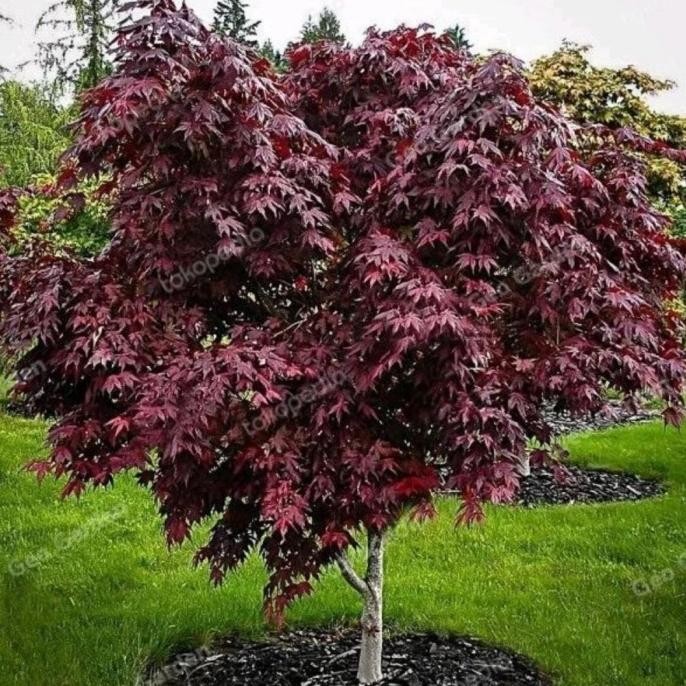 tanaman hias red maple 2 meter - japan red maple