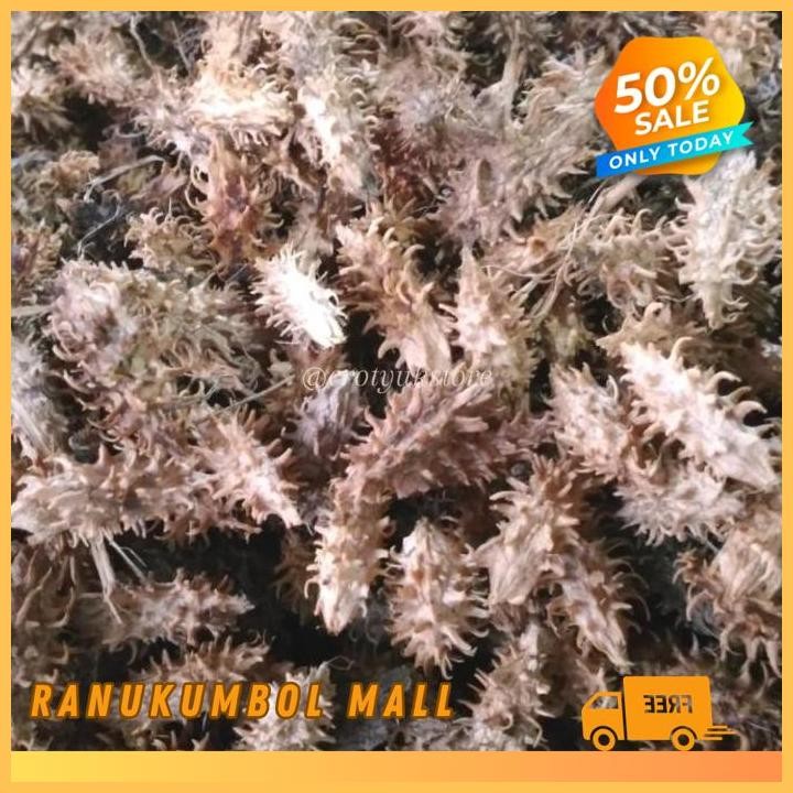 

HERBAL ANYANG ANYANG KERING 500GR SURABAYA KAYU ANYANG RANU KUMBOL MALL TERBAIK!!