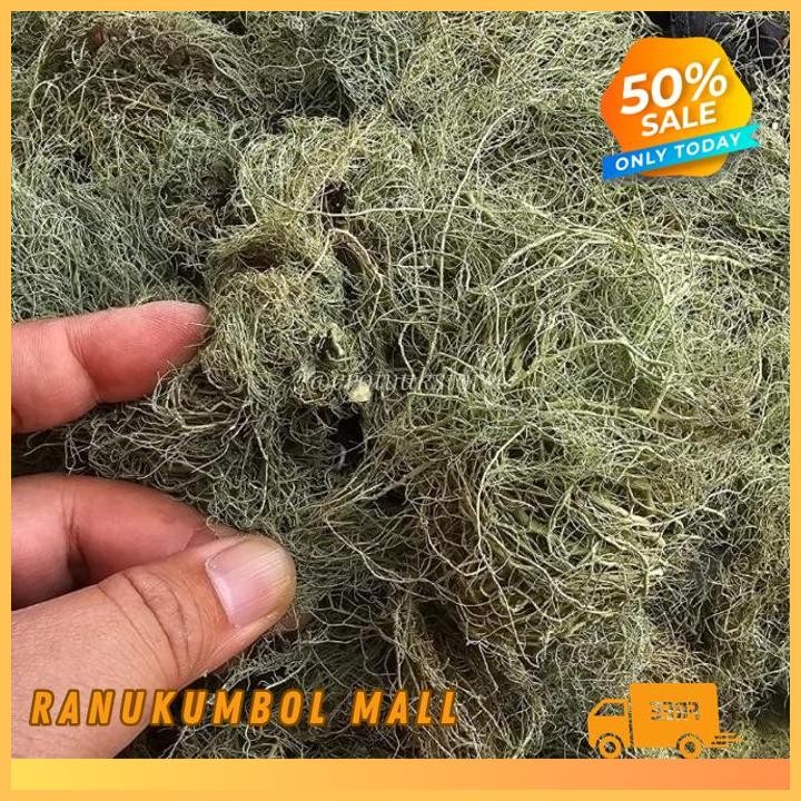

, ASLI DAN MURNI SURABAYA KAYU ANGIN 500GR RANU KUMBOL MALL BEST PRODUK!