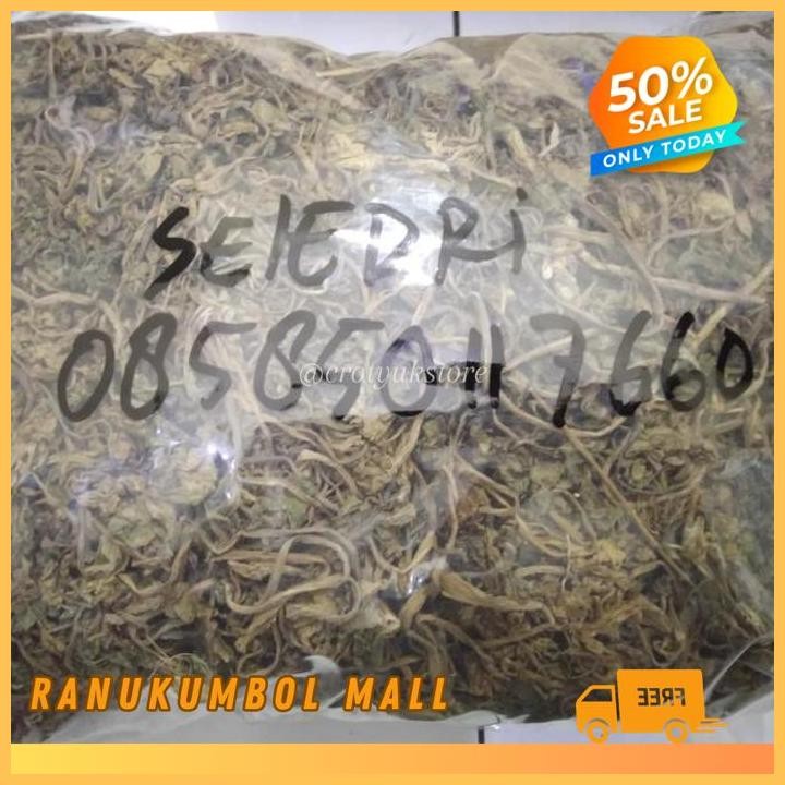 DAUN SELEDRI KERING SELEDRI KERING 500GR RANU KUMBOL MALL BEST SELLER