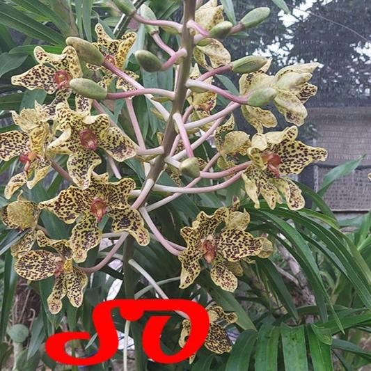Promo [ DEWASA ] Grammatophyllum speciosum var. Papua | Anggrek Tebu Papu : Sang Ratu Anggrek dari T