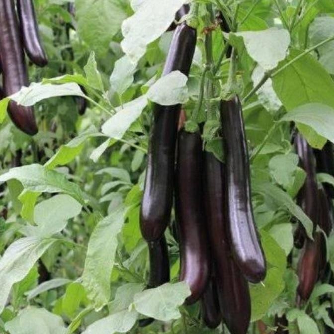 (Terbaru) 20 Biji - Benih Terong Ungu Yumi F1 - Cap Panah Merah Benih Terong Favorit Petani - Bibit 